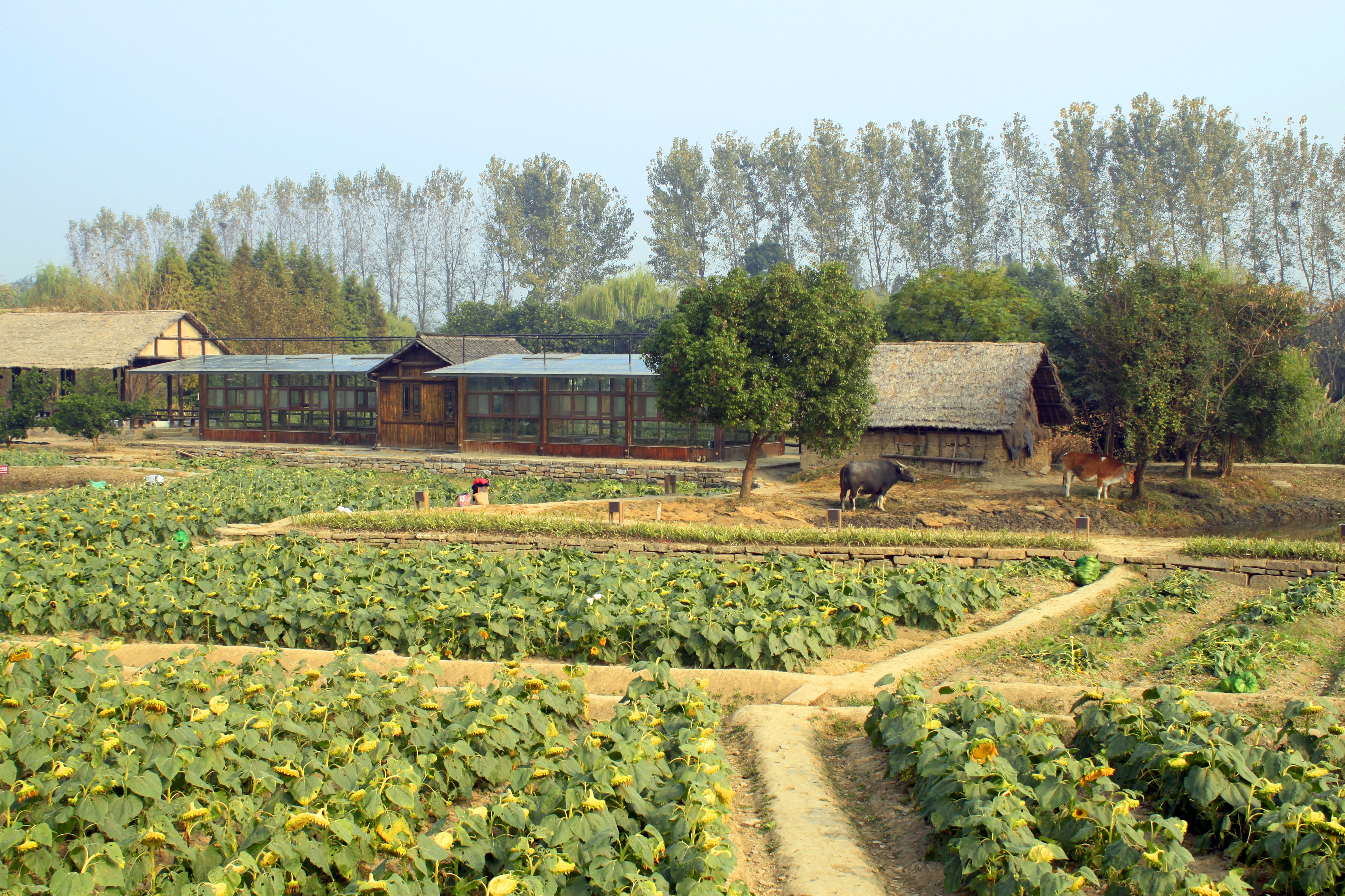 landscape-tree-nature-outdoor-glowing-vineyard-field-farm-vintage-house-glass-view-building-old-rural-green-chinese-crop-colourful-color-soil-asia-colorful-agriculture-shrub-plantati